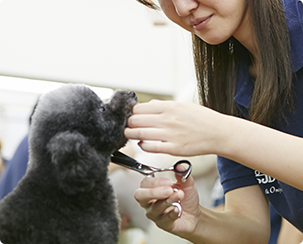 採用情報・獣医師