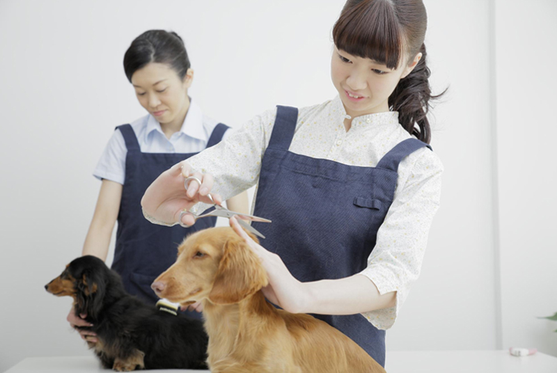 トリマーになるには？