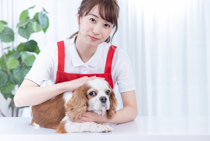 トリマーに向いている人の特徴・性格は?向かない人について