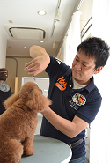 SJDドッググルーミングスクール代表 鈴木雅実 写真